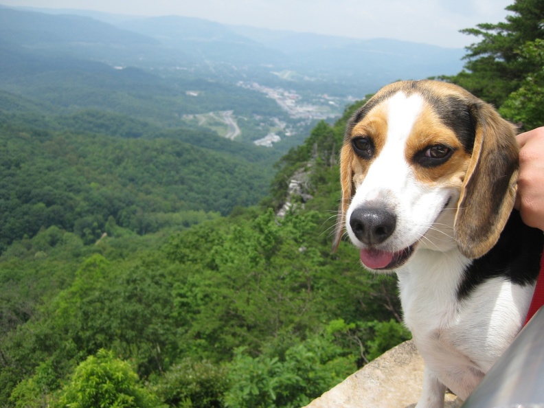 Buckley with the Cumberland Gap in the Background.JPG